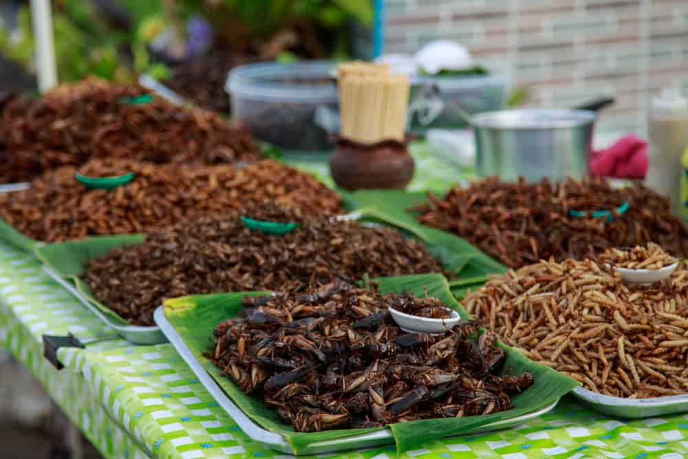 盛装在盘子上的各种昆虫料理