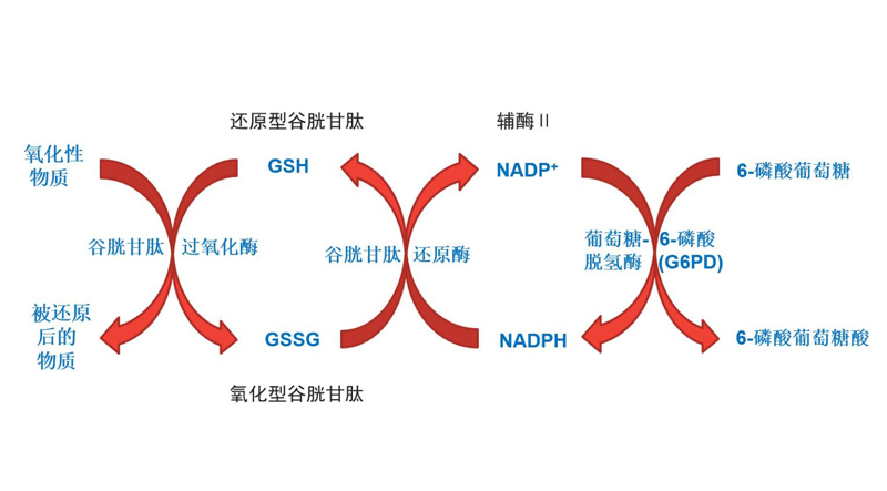 G6PD 缺乏症是什么病？G6PD 缺乏症有哪几种类型？