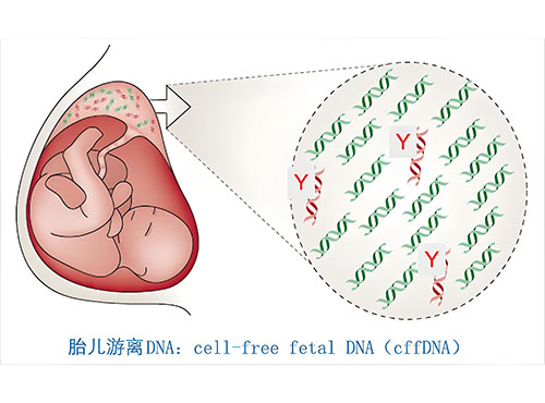 香港无创DNA